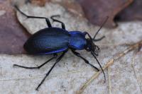 Carabus problematicus