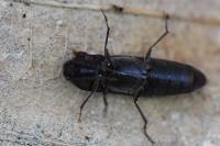 Melanotus villosus