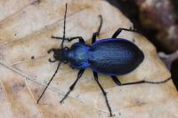Carabus problematicus
