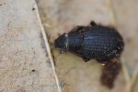 Strophosoma melanogrammum