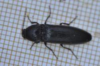 Melanotus villosus