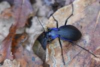Carabus problematicus