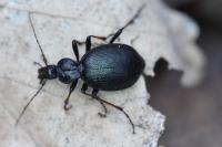 Cychrus attenuatus