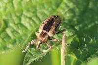 Hypera postica