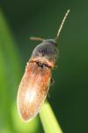 Agriotes
