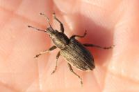 Tanymecus palliatus