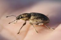 Tanymecus palliatus