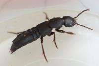 Ocypus aethiops