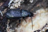 Pterostichus oblongopunctatus