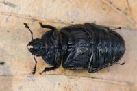 Platycerus caraboides