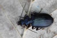 Platynus assimilis