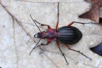 Carabus auronitens