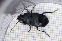 Abax ovalis