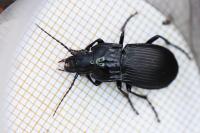 Abax parallelepipedus