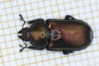 Platycerus caraboides