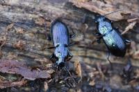 Pterostichus oblongopunctatus