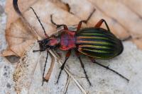 Carabus auronitens