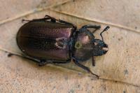 Platycerus caraboides