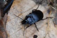 Abax ovalis