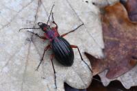 Carabus auronitens