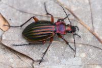 Carabus auronitens