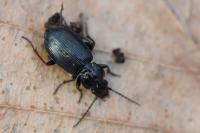 Pterostichus oblongopunctatus