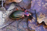 Carabus auronitens