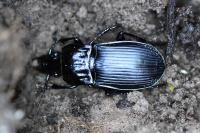 Abax parallelepipedus