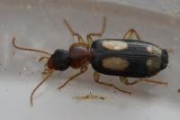 Dromius quadrimaculatus