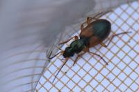 Anchomenus dorsalis