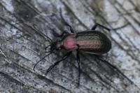 Carabus arvensis
