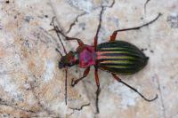Carabus auronitens