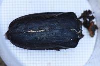 Prionus coriarius
