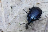 Phosphuga atrata