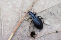 Platynus assimilis