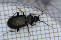 Loricera pilicornis
