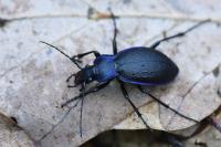 Carabus problematicus