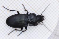 Abax parallelus