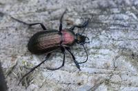 Carabus arvensis