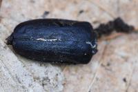 Prionus coriarius