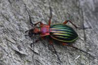 Carabus auronitens