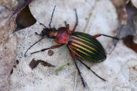 Carabus auronitens