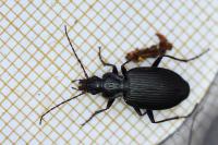 Platynus assimilis