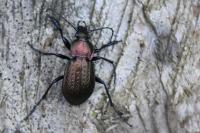 Carabus arvensis