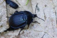 Phosphuga atrata