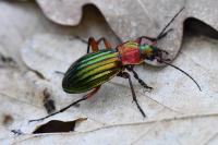 Carabus auronitens