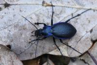 Carabus problematicus