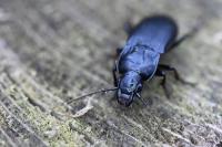 Abax parallelus