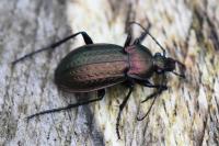 Carabus arvensis