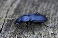 Abax parallelus